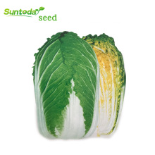 Yellow inside  prickle  Chinese leaf  vegetable bakchoy pakchoy Chinese cabbage seeds